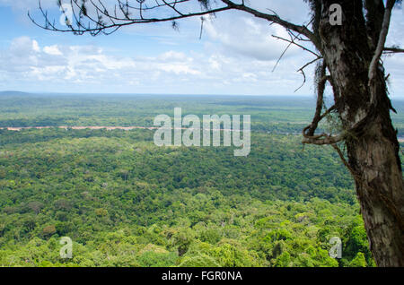 Vista Jangle in Guyana, Sud America Foto Stock