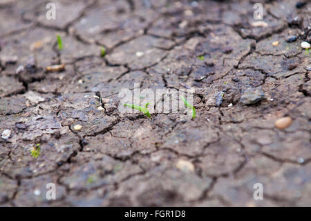 Piccola nuova crescita della pianta da incrinato terra asciutta nella foresta Foto Stock