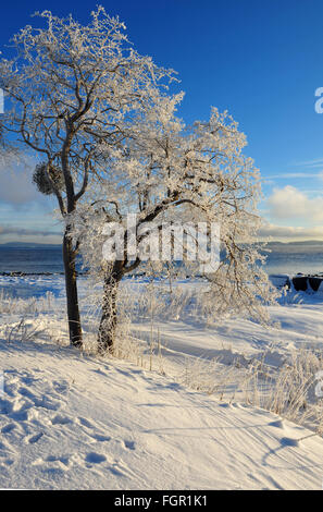 Una luminosa e soleggiata giornata invernale dalla costa di Horten, Norvegia. La brina su alberi sono tali una bella vista. Io non sono un abbraccio Foto Stock