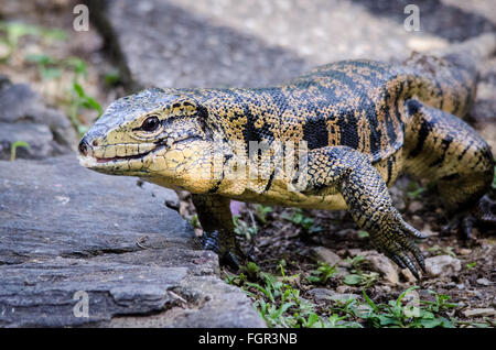 Golden Tegu (Tupinambis teguixin) Foto Stock