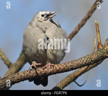 Wattled Starling (creaophora cinerea) Foto Stock