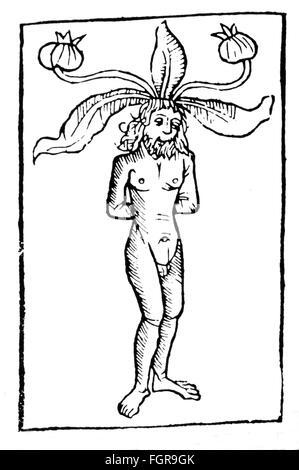 Superstition, mandrake, mandrake-man, taglio a legna, da: Petrus de Crescentis (1230 / 1233 - 1320 / 1321), 'Ruralia adoata', stampa: Peter Drach, Speyer, 1493, diritti-aggiuntivi-clearences-not available Foto Stock