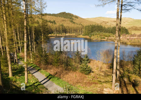 Il Bwlch Nant Yr centro Ariano, il Galles Centrale è un luogo molto popolare per vedere rosso aquiloni che sono alimentati quotidianamente Foto Stock