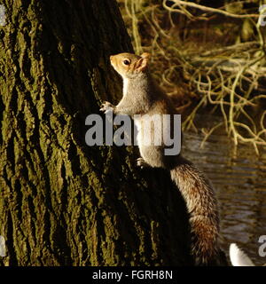 Scoiattolo grigio sul tronco di albero Foto Stock