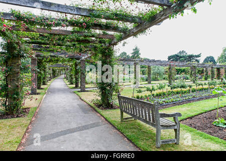 Un pergolato di rose o pergola a Kew Botanic Gardens Londra Inghilterra REGNO UNITO Foto Stock