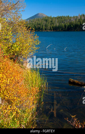 Suttle Lago McKenzie Pass-Santiam Pass National Scenic Byway, Deschutes National Forest, Oregon Foto Stock