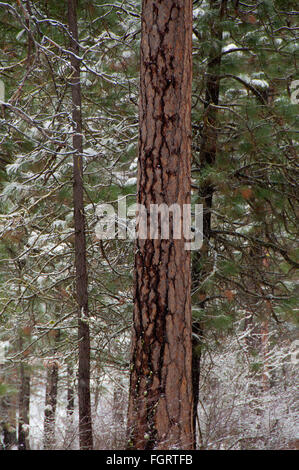 Ponderosa Pine vicino al fiume Metolius, Deschutes National Forest, Oregon Foto Stock