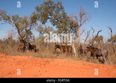 I cavalli selvatici noto come 'brumbies' stazione erano i cavalli che hanno fare funzionare selvaggio dell'entroterra di Broome un costiere, madreperlante e turiste Foto Stock