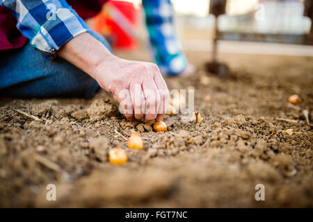 Close up, irriconoscibile senior donna piantare cipolle in fila Foto Stock