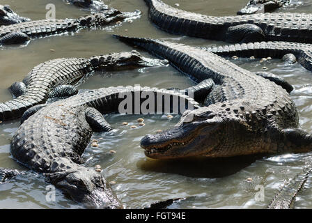 Un gruppo di comune (americana) alligatori crogiolarsi al sole. Foto Stock