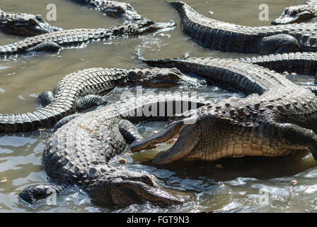 Un gruppo di comune (americana) alligatori basking/ lotta simulata in acque poco profonde. Foto Stock