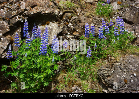 Fiori di lupino blooming Esja montagna, Islanda Foto Stock