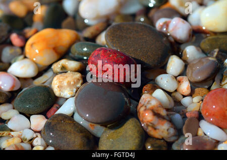 Wet ciottoli di mare in riva al mare Foto Stock