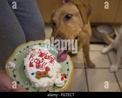 Febbraio 22, 2016 - Brea, CALIFORNIA, STATI UNITI - Il Labrador retriever è l'America più popolari della razza del cane per il venticinquesimo anno consecutivo, l'American Kennel Club ha annunciato lunedì. FILE 2011 Roxy il salvataggio lab gode la sua seconda torta di compleanno. Roxy fox-red coat è insolita per gatti. Fotografo Jebb Harris ha vissuto con gatti per oltre venticinque anni. (Credito Immagine: © Jebb Harris via ZUMA filo) Foto Stock