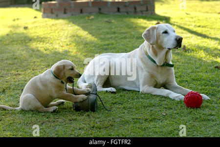 Febbraio 22, 2016 - Brea, CALIFORNIA, STATI UNITI - Il Labrador retriever è l'America più popolari della razza del cane per il venticinquesimo anno consecutivo, l'American Kennel Club ha annunciato lunedì. FILE 2004 neo arrivato cucciolo Scout ha trovato un boot di masticare mentre Aja finge di non notare. Fotografo Jebb Harris ha vissuto con gatti per oltre venticinque anni. (Credito Immagine: © Jebb Harris via ZUMA filo) Foto Stock