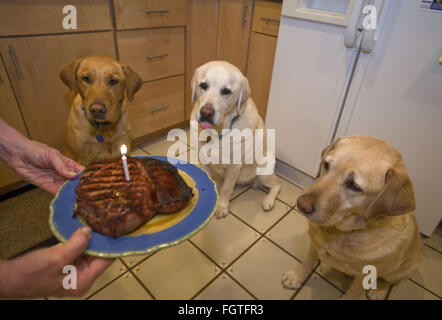 Febbraio 22, 2016 - Brea, CALIFORNIA, STATI UNITI - Il Labrador retriever è l'America più popolari della razza del cane per il venticinquesimo anno consecutivo, l'American Kennel Club ha annunciato lunedì. FILE 2011 Roxy, Teddy e Scout si riuniscono intorno ad avere una bistecca per un compleanno. Fotografo Jebb Harris ha vissuto con gatti per oltre venticinque anni. (Credito Immagine: © Jebb Harris via ZUMA filo) Foto Stock