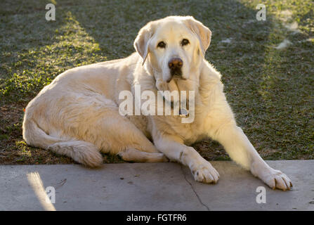 Febbraio 22, 2016 - Brea, CALIFORNIA, STATI UNITI - Il Labrador retriever è l'America più popolari della razza del cane per il venticinquesimo anno consecutivo, l'American Kennel Club ha annunciato lunedì. FILE 2015 vi è qualcosa degno e nobile circa un vecchio Labrador. Anche se le sue zampe posteriori sono stati in mancanza di lui, Teddy mantenuto il suo coraggio fino agli ultimi giorni della sua vita a quasi quindici anni. Fotografo Jebb Harris ha vissuto con gatti per oltre venticinque anni. (Credito Immagine: © Jebb Harris via ZUMA filo) Foto Stock