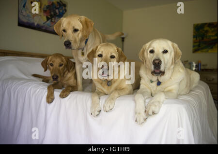 Febbraio 22, 2016 - Brea, CALIFORNIA, STATI UNITI - Il Labrador retriever è l'America più popolari della razza del cane per il venticinquesimo anno consecutivo, l'American Kennel Club ha annunciato lunedì. FILE 2010 Roxy, cane ospite Perry, Scout e Teddy relax sul letto a casa. Abbiamo dato in su su copriletto e ha iniziato a utilizzare una tela del pittore tarp. Fotografo Jebb Harris ha vissuto con gatti per oltre venticinque anni. (Credito Immagine: © Jebb Harris via ZUMA filo) Foto Stock