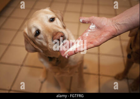 Febbraio 22, 2016 - Brea, CALIFORNIA, STATI UNITI - Il Labrador retriever è l'America più popolari della razza del cane per il venticinquesimo anno consecutivo, l'American Kennel Club ha annunciato lunedì. FILE 2012 Scout lambisce appositamente creato torta del cane fuori le dita alla sua festa di compleanno. .Fotografo Jebb Harris ha vissuto con gatti per oltre venticinque anni. (Credito Immagine: © Jebb Harris via ZUMA filo) Foto Stock