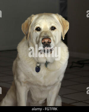 Febbraio 22, 2016 - Brea, CALIFORNIA, STATI UNITI - Il Labrador retriever è l'America più popolari della razza del cane per il venticinquesimo anno consecutivo, l'American Kennel Club ha annunciato lunedì. FILE 2009 Teddy era sempre un curioso laboratorio e felice di colpire una posa quando una telecamera è stato puntato su di lui. Fotografo Jebb Harris ha vissuto con gatti per oltre venticinque anni. (Credito Immagine: © Jebb Harris via ZUMA filo) Foto Stock