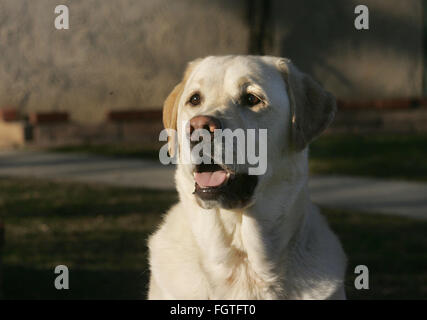 Febbraio 22, 2016 - Brea, CALIFORNIA, STATI UNITI - Il Labrador retriever è l'America più popolari della razza del cane per il venticinquesimo anno consecutivo, l'American Kennel Club ha annunciato lunedì. FILE 2007 Gatti, soprattutto Teddy, hanno volti espressivi. Qui egli attende una sfera per essere gettato. Fotografo Jebb Harris ha vissuto con gatti per oltre venticinque anni. (Credito Immagine: © Jebb Harris via ZUMA filo) Foto Stock