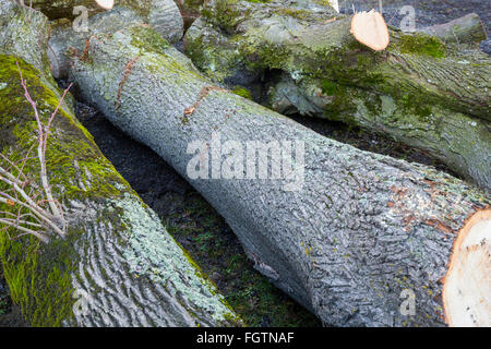 Il taglio di un albero, abbattere un albero lungo una strada, Baum fällen, Baumstamm, tronco di albero, Gamprin, Liechtenstein Foto Stock