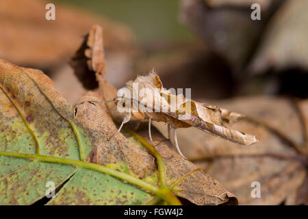 Sfumature di angolo Moth; Phlogophora meticulosa Cornwall, Regno Unito Foto Stock