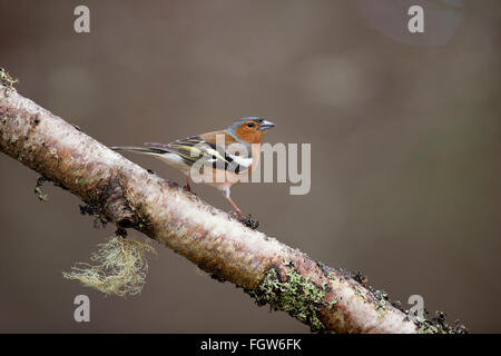 Fringuello; Fringilla coelebs maschio singolo sul ramo Scozia - UK Foto Stock