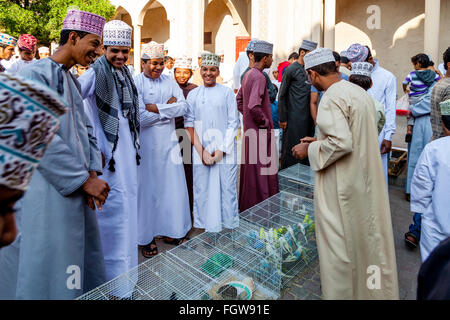 Uccelli esotici in vendita presso il venerdì il Mercato degli Uccelli, Nizwa, Ad Dakhiliyah Regione, Oman Foto Stock