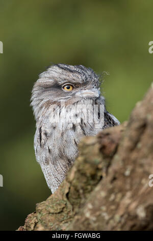 Bruno Frogmouth; Podargus strigoides; Captive; Regno Unito Foto Stock