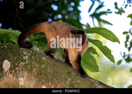 Brown, CAPPUCCINO Cappuccino Tufted, nero-capped Cappuccini, Pantanal, Mato Grosso, Brasile, Sud America / (Cebus apella) Foto Stock