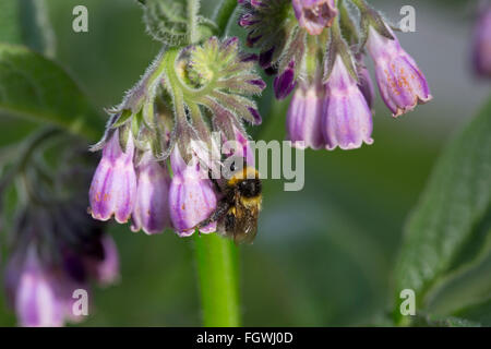 White Tailed Bumblebee; Bombus lucorum singolo su Comfrey Cornwall, Regno Unito Foto Stock