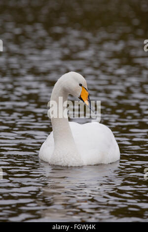 Whooper Swan; Cygnus cygnus singolo su acqua Cornwall, Regno Unito Foto Stock