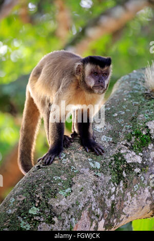 Brown, CAPPUCCINO Cappuccino Tufted, nero-capped Cappuccini, Pantanal, Mato Grosso, Brasile, Sud America / (Cebus apella) Foto Stock