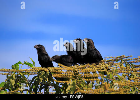 Smoothbilled Ani, Pantanal, Mato Grosso, Brasile, Sud America / (Crotophaga ani) Foto Stock