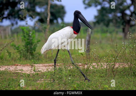 Jabiru Aeroporto, Pantanal, Mato Grosso, Brasile, Sud America / (Jabiru Aeroporto mycteria) Foto Stock