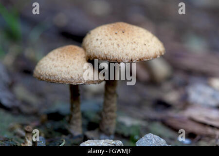 Paio di fungo sul terreno Foto Stock