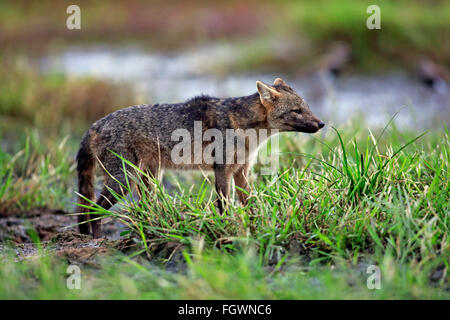 Crab-Eating Fox, Pantanal, Mato Grosso, Brasile, Sud America / (thous Cerdocyon) Foto Stock