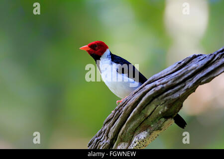 Il Cardinale Yellow-Billed, adulti sul ramo, Pantanal, Mato Grosso, Brasile, Sud America / (Paroaria capitata) Foto Stock