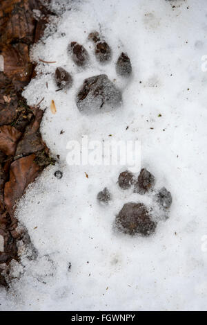 Orme di eurasiatica (Lynx Lynx lynx) nel fondere la neve in inverno / molla Foto Stock