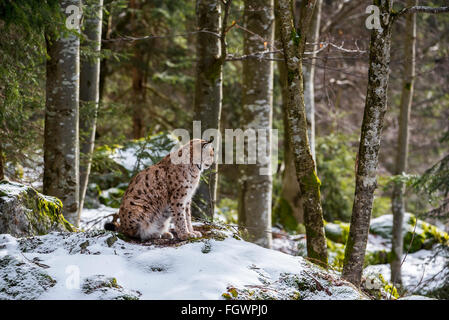 Eurasian (Lynx Lynx lynx) seduta nella foresta di neve in inverno Foto Stock