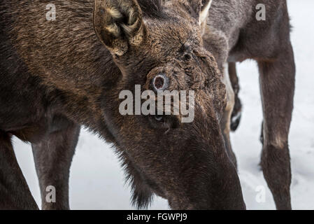 / Alce Elk (Alces alces) close up di bull mostra pedicel cicatrice lasciata dietro il punto di attacco per le corna Foto Stock