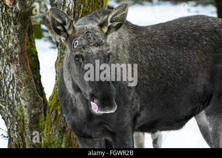 / Alce Elk (Alces alces) close up di bull mostra pedicel cicatrici lasciate sui punti di attacco per i palchi Foto Stock