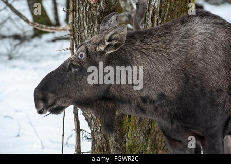 / Alce Elk (Alces alces) close up di bull mostra pedicel cicatrice lasciata dietro il punto di attacco per le corna Foto Stock