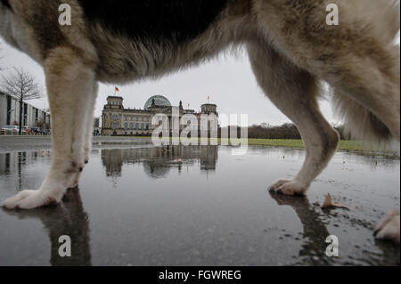 Berlino, Germania. Il 22 febbraio, 2016. Un cane sta in una pozza di fronte al Reichstag edificio parlamentare a Berlino, Germania, 22 febbraio 2016. Foto: PAOLO ZINKEN/dpa/Alamy Live News Foto Stock