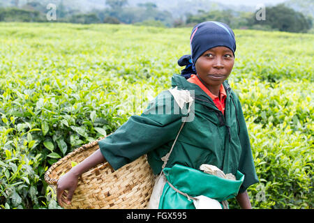 KINIHIRA, Ruanda- novembre 9: unidentified lavoratore in una piantagione di tè il 9 novembre 2013. Il tè è elemento di esportazione del Ruanda Foto Stock