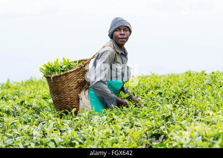 KINIHIRA, Ruanda- novembre 9: unidentified lavoratore in una piantagione di tè il 9 novembre 2013. Il tè è elemento di esportazione del Ruanda Foto Stock