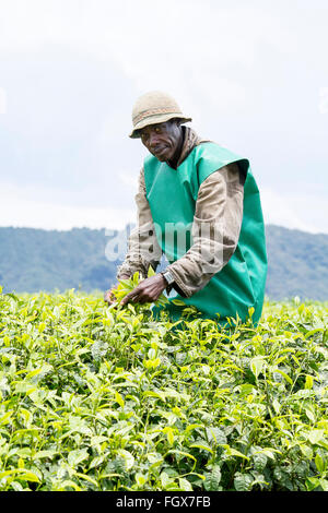 KINIHIRA, Ruanda- novembre 9: unidentified lavoratore in una piantagione di tè il 9 novembre 2013. Il tè è elemento di esportazione del Ruanda Foto Stock