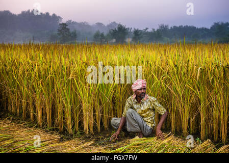 Nepalesi per uomo che lavora in un campo di riso. In Nepal, l'economia è dominata dal settore Agricoltura Foto Stock