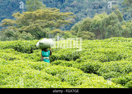 KINIHIRA, Ruanda- novembre 9: unidentified lavoratore in una piantagione di tè il 9 novembre 2013. Il tè è elemento di esportazione del Ruanda Foto Stock